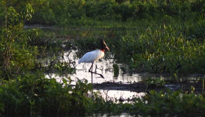 Fundo Pantanal indeniza banqueiro, agronegócio e pequenos produtores e demais fazendeiros