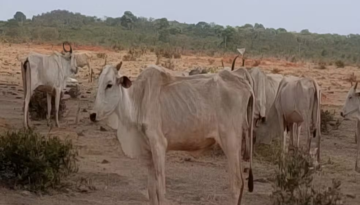 Fazendeiro multado em R$ 9 milhões por morte de gado em MS