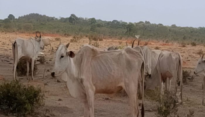 Fazendeiro de MS Multado em R$ 9,2 Milhões por Negligência com Gado