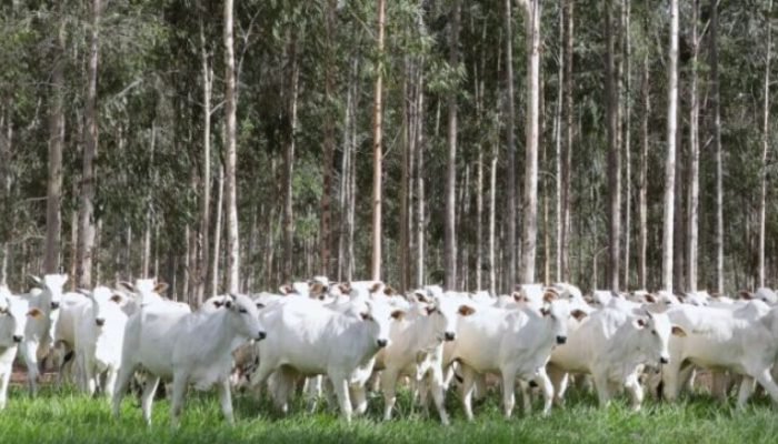 Produtores de MS devem declarar rebanhos até amanhã