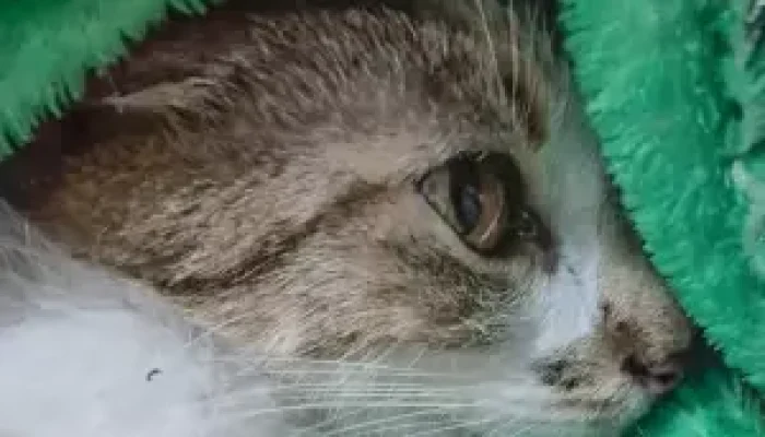 Mulher é presa depois de arremessar gata do 12º andar de prédio em Curitiba