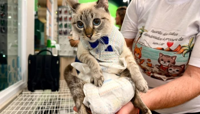 gatinho-adocao
