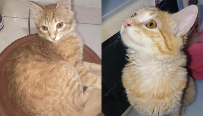gatinho-satanas