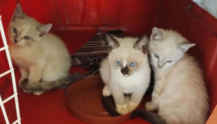 gatinhos-amicats-feira-adocao