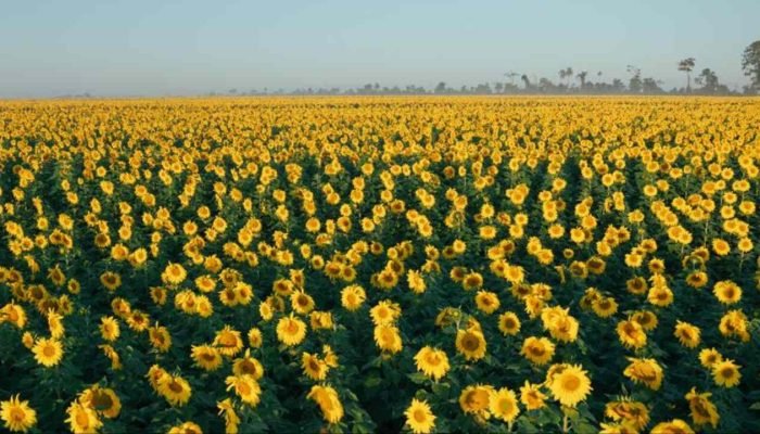 Campo florido próximo a rodovia — Foto: Campo florido próximo a rodovia (Arquivo