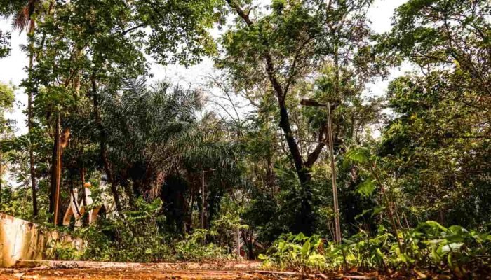 Arborização em Campo Grande — Foto: Arborização em Campo Grande (Henrique Arakak