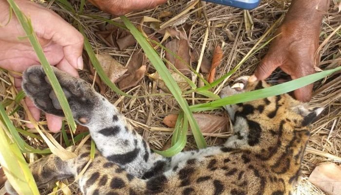 Morador fotografa jaguatirica morta na região do Rio Prata