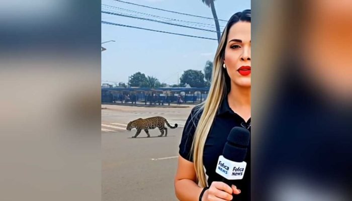 Sátiras com IA divertem campo-grandenses sobre onça, bomba e prefeita