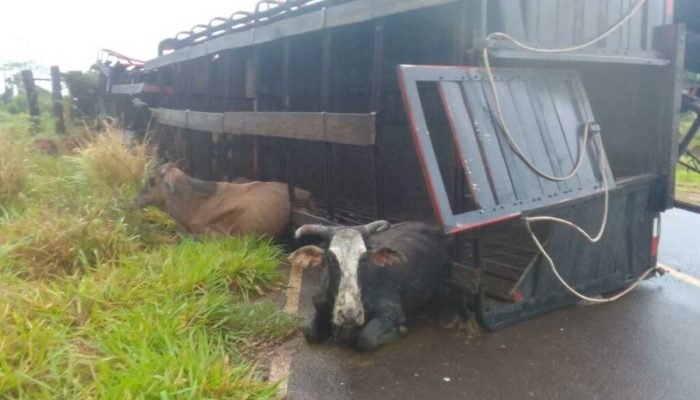 Caminhão com gado tomba em temporal no Paraguai; cinco animais mortos