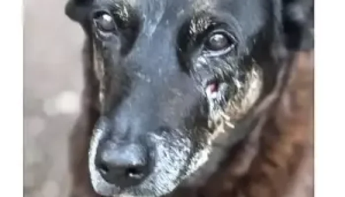 Polícia civil solicita apreensão de passaporte de adolescente acusado de matar cão Orelha