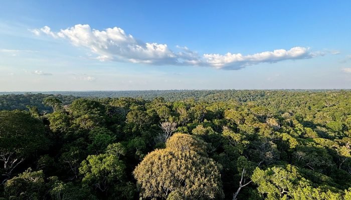 COP30: Belém sediará conferência climática da ONU em 2025