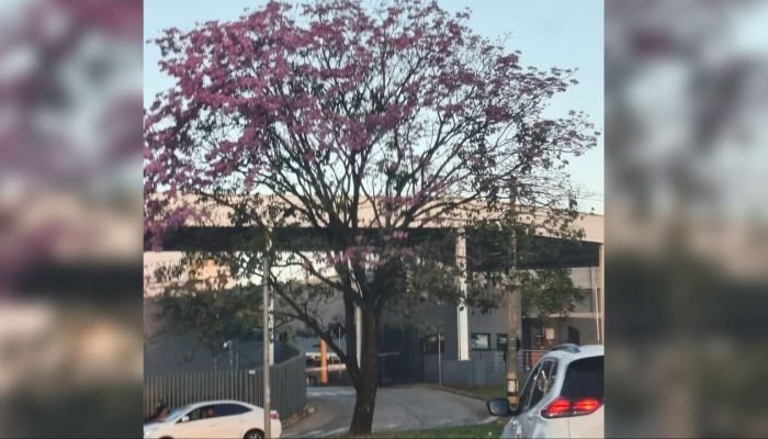 Ipê rosa abre a temporada de florada na cidade — Foto: Ipê rosa abre a tempora d