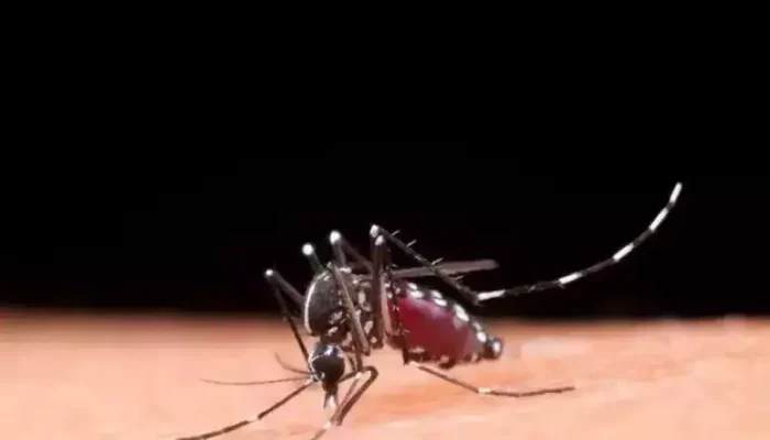 Mosquito Aedes aegypti sobre a pele de uma pessoa (Foto: Divulgação)