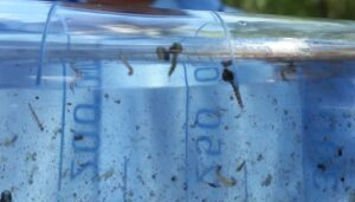 Fátima do Sul concentra 85% dos casos confirmados de chikungunya no Mato Grosso do Sul