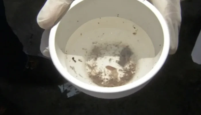 larvas-mosquito-dengue