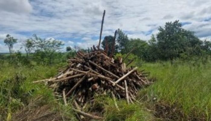 Foto: Divulgação/PCMS