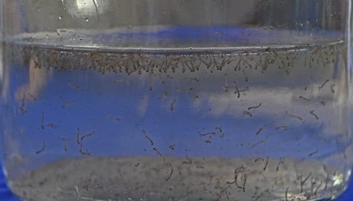 mosquito-da-dengue-foto-bruno-rezende-01-730x480