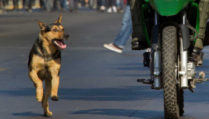 moto-cachorro.png