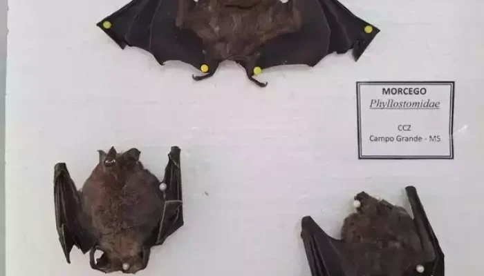 Três morcegos coletados pelo CCZ em Campo Grane (Foto: Divulgação/Sesau)