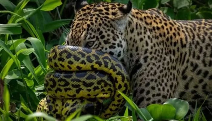 Imagens raras mostram batalha entre sucuri e onça-pintada no Pantanal