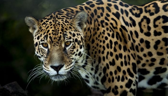 onca-pintada-ilustrativa