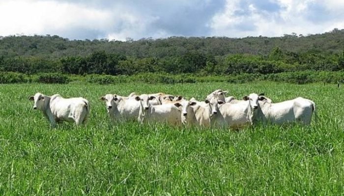 Foto: (Imagem Ilustrativa)