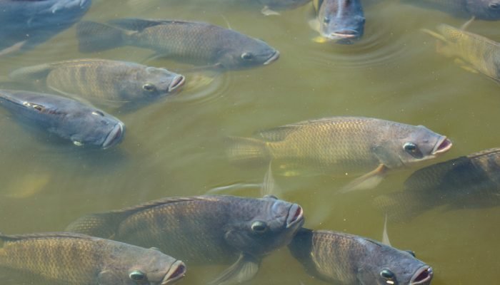 peixes-rf