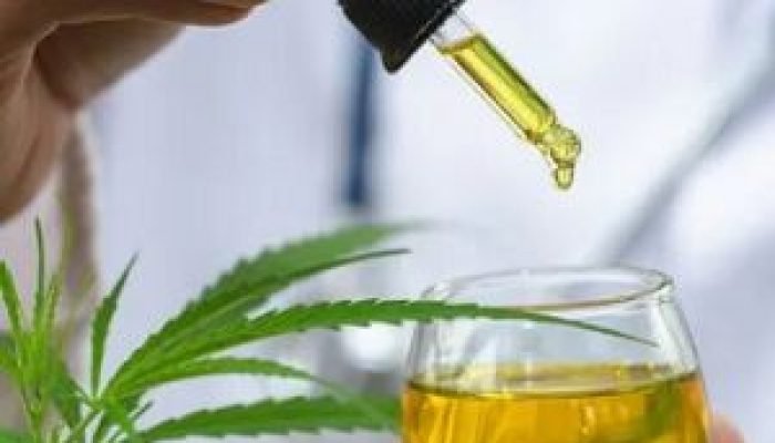 Maioria dos leitores é a favor da regulamentação da cannabis medicinal