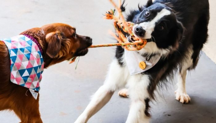 pet-