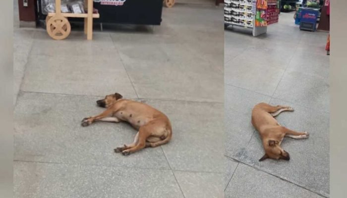 Em Anastácio, cão "caramelo" busca refúgio do calor em supermercado