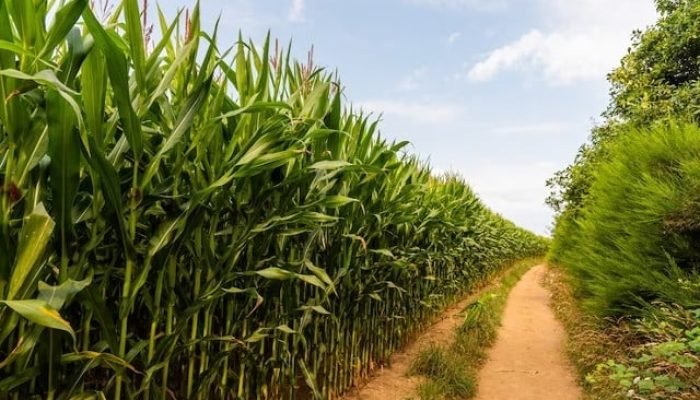 plantacao-de-milho-dicas