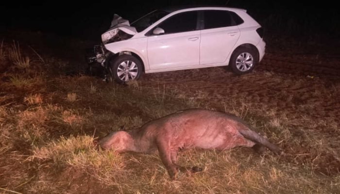 Na BR-060, carro colide com anta e animal morre em Paraíso das Águas