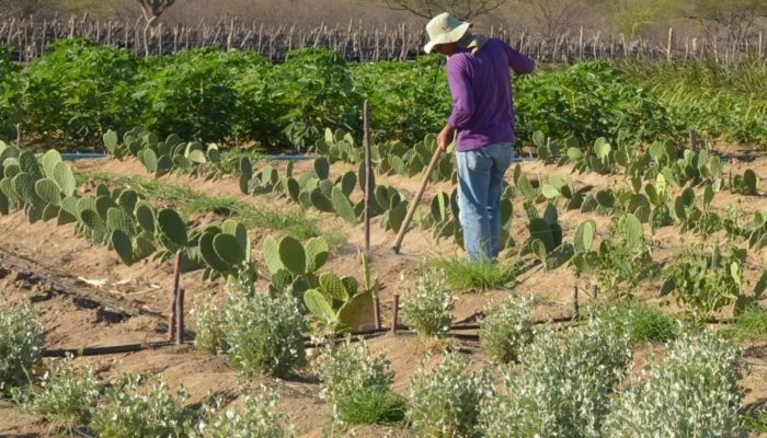 CMN simplifica crédito rural a populações tradicionais e extrativistas