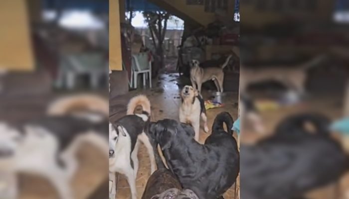 Foto: 1 de 1 cães resgatados em Planaltina - Foto: Imagem cedida ao Metrópoles