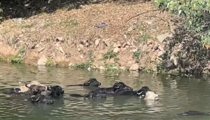 Búfalos tomando banho no Rio Pinheiros — Foto: Carregando