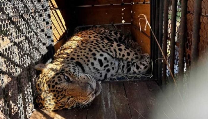 Uso da onça na política de Campo Grande abafa escândalo de áudio sobre causa animal