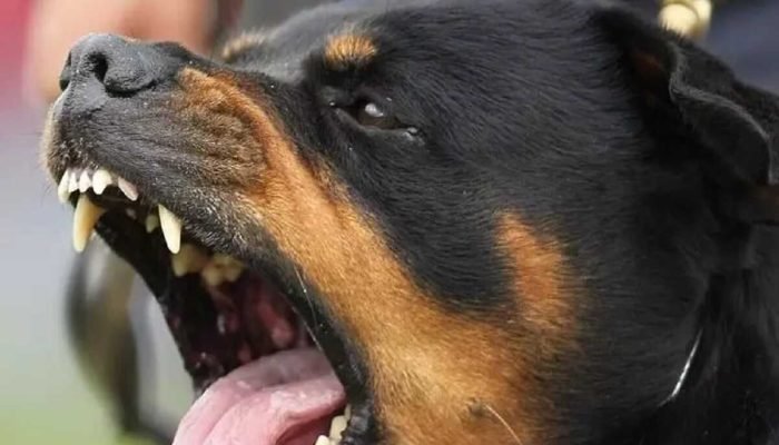 Trio de pitbulls ataca e fere duas pessoas em Campo Grande