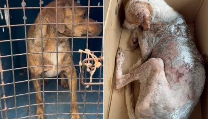 Cães são resgatados desnutridos e em meio a fezes em Coxim