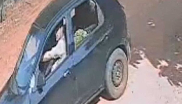 Em Batayporã, homem furta dezenas de pés de alface de horta