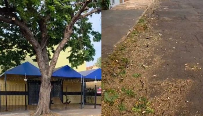 Árvores doentes no Amambai preocupam moradores após serviço incompleto em Campo Grande