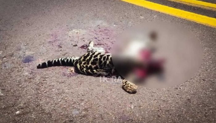 Filhote de jaguatirica encontrado após atropelamento. — Foto: Menu