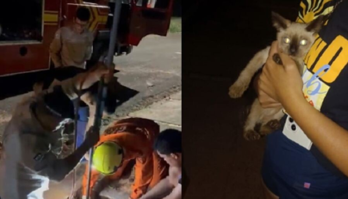 Gato é Resgatado de Fossa por Bombeiros em Naviraí