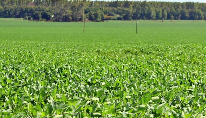 Conab estima produção de grãos em 354,4 milhões de toneladas na safra 2025/26