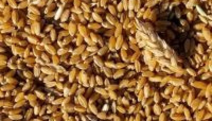 tagreuters.com2025binary_LYNXNPEL550O7-BASEIMAGE