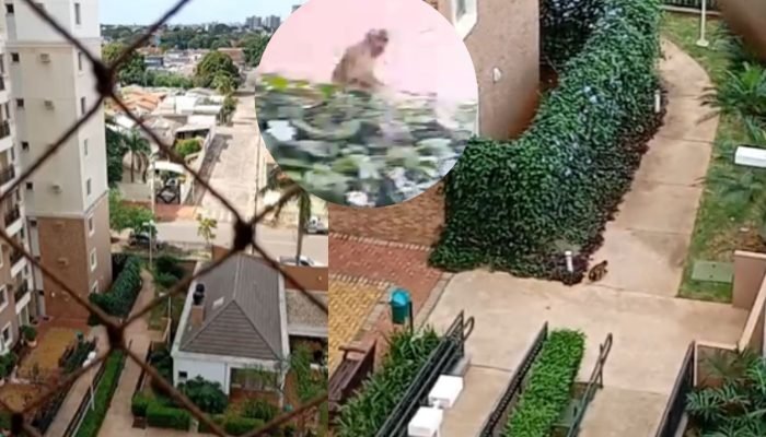 tem-um-macaco-aqui-no-predio-em-campo-grande