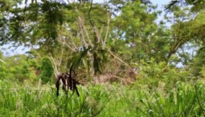 Prefeitura de Dourados autua proprietários de terrenos baldios