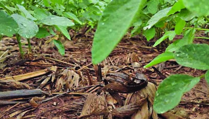 vazio-sanitario-arquivo-aprosojams