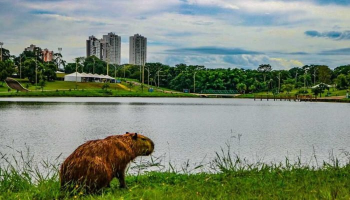 Humorista francês encanta Campo Grande com show sobre 'Alma de Brasileiro'