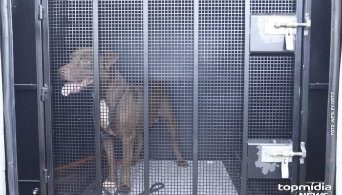 Pinscher morre após ser atacado por Pitbull em Guia Lopes da Laguna Pinscher morre após ser atacado por Pitbull em Guia Lopes da Laguna