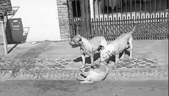 Cachorro é atacado por Pitbull e morre em Dourados